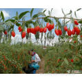 NingQi Goji No.7 Seeds Ningqi No.7-Chinese Best Wolfberry Medlar Goji Berry Seeds for growing